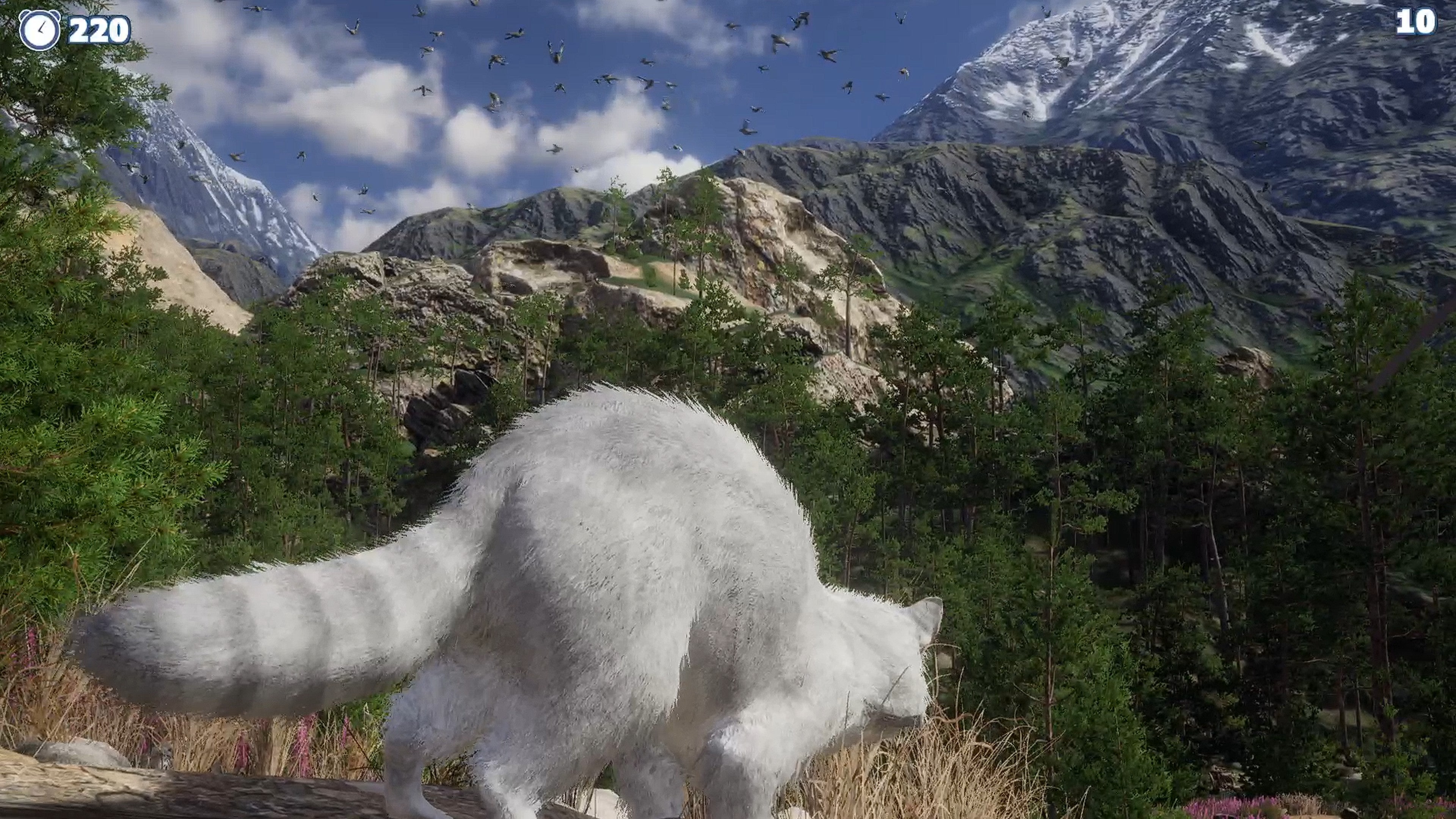 Cazzarion: Raccoon Valley