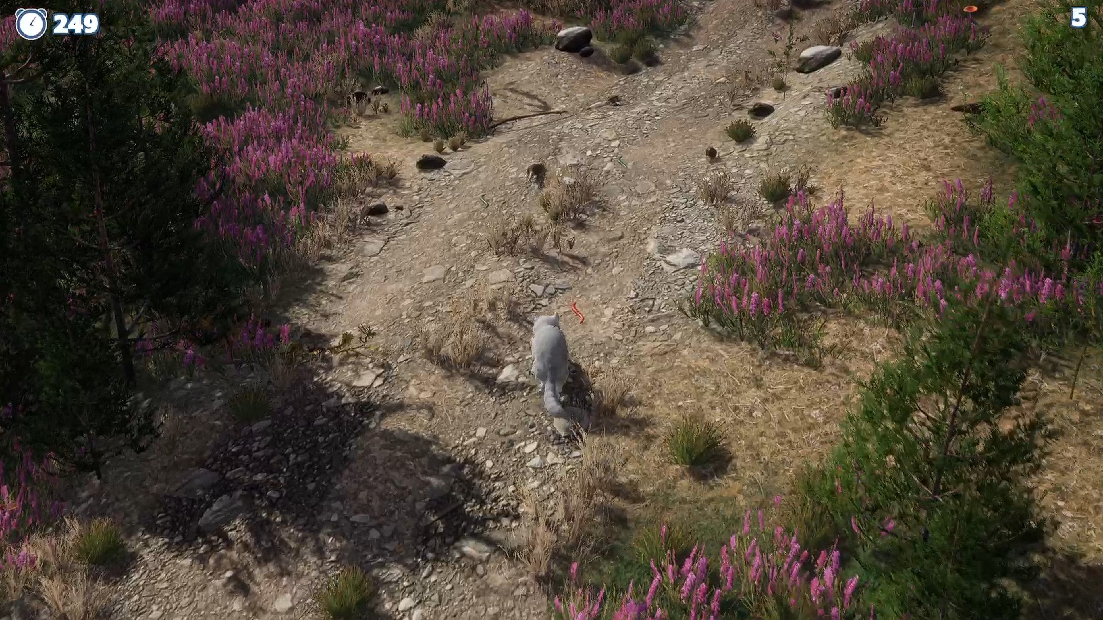 Cazzarion: Raccoon Valley