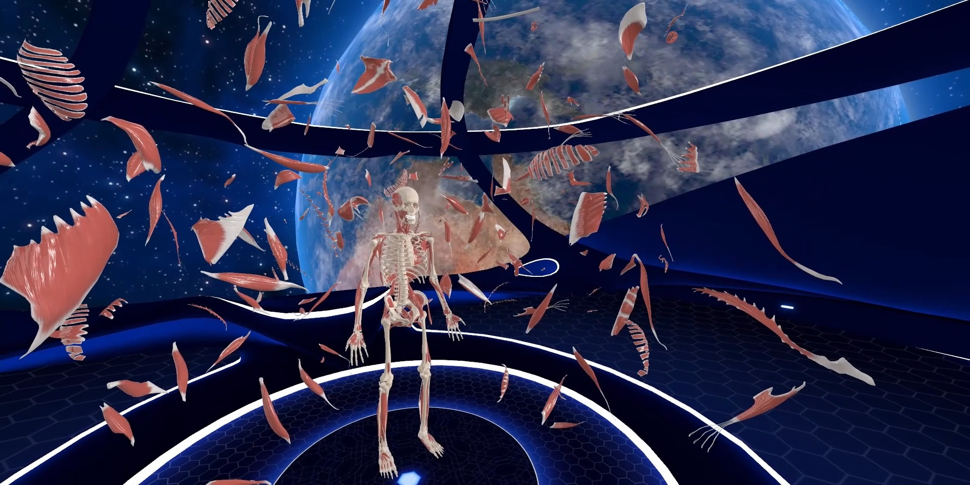 Elementary Anatomy: With Story Mode