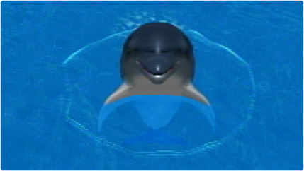My Dolphin