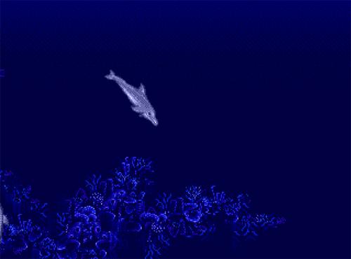 Ecco the Dolphin