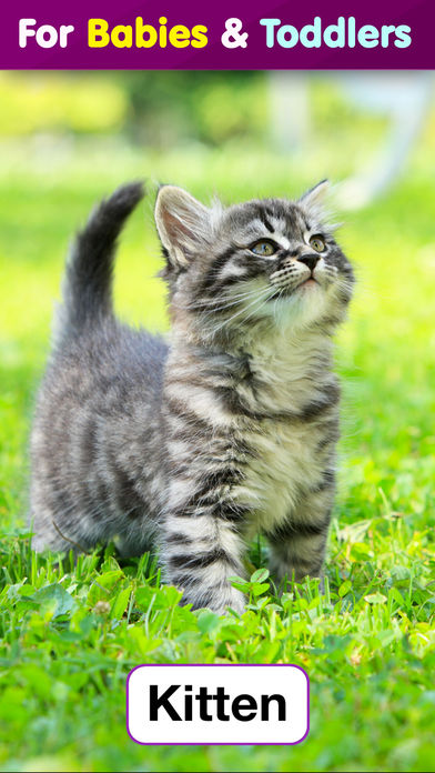 Toddler Flashcards HD: Baby Learning Games &amp; Apps