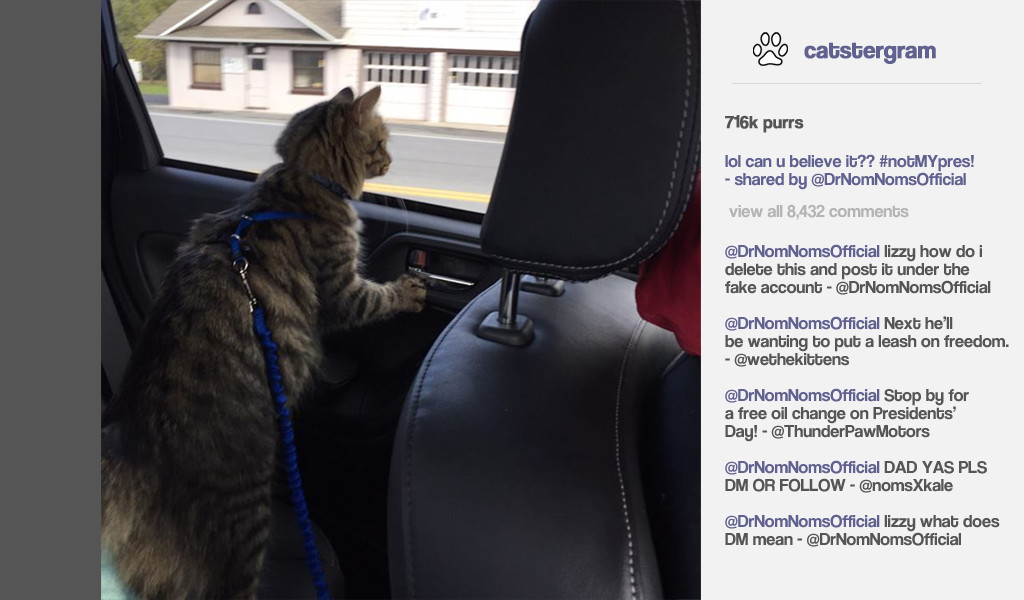 Cat President: A More Purrfect Union