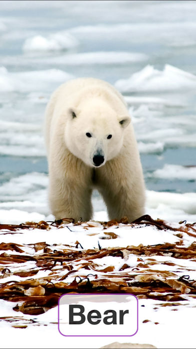 Toddler Flashcards HD: Baby Learning Games &amp; Apps